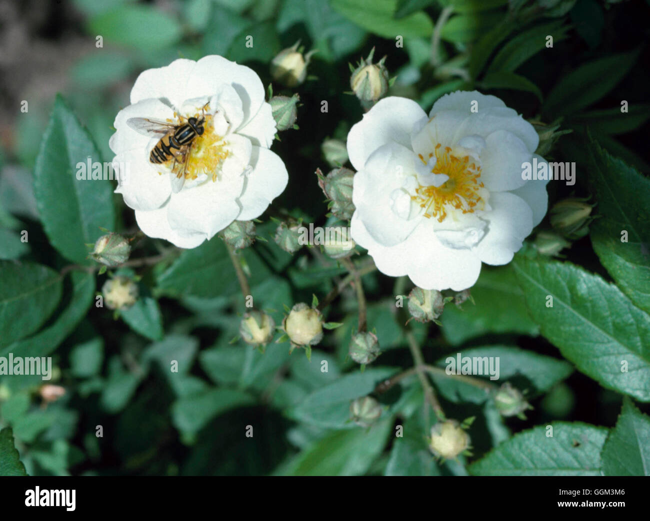 Flies - Hoverfly on Rosa `Rambling Rector'   PES093864 Stock Photo